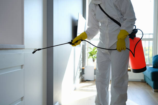 Professional Mold Removal in New Haven, CT